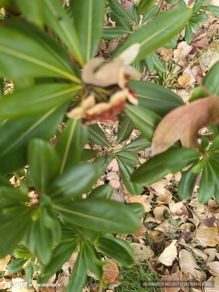绿叶间的植物细节