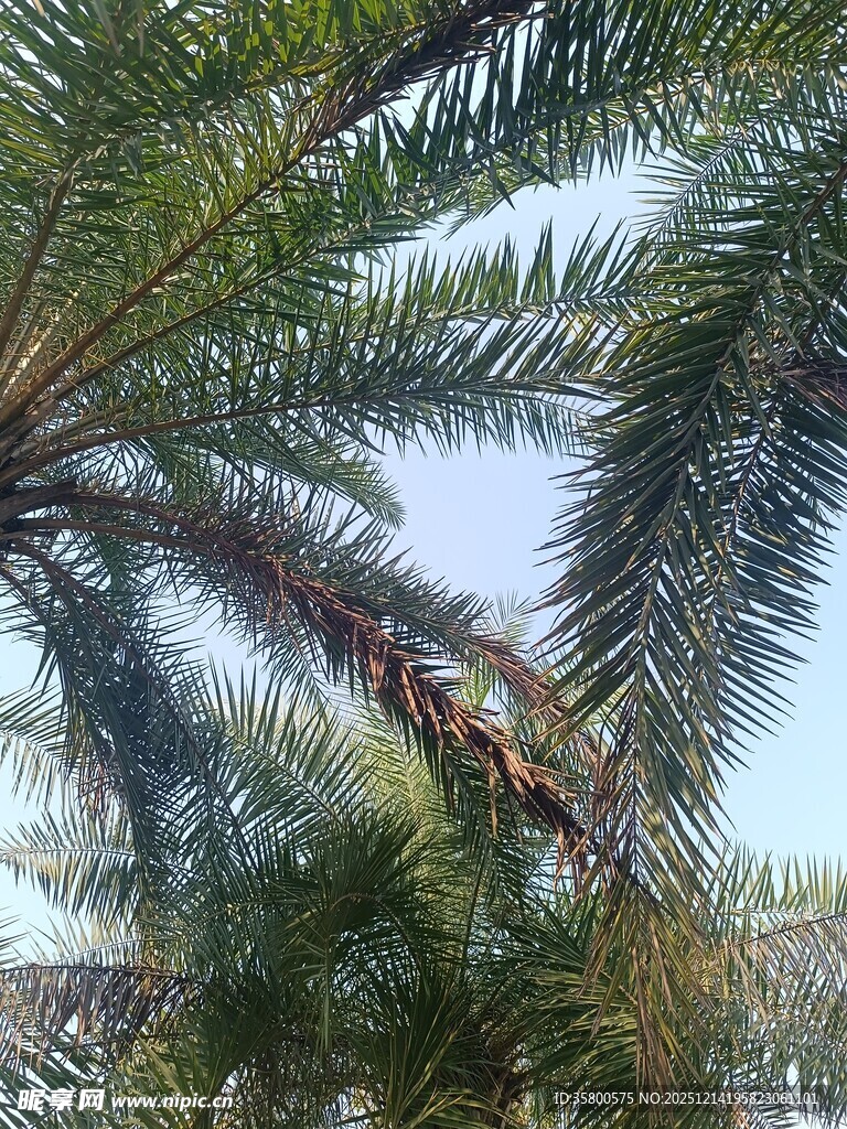 棕榈树特写