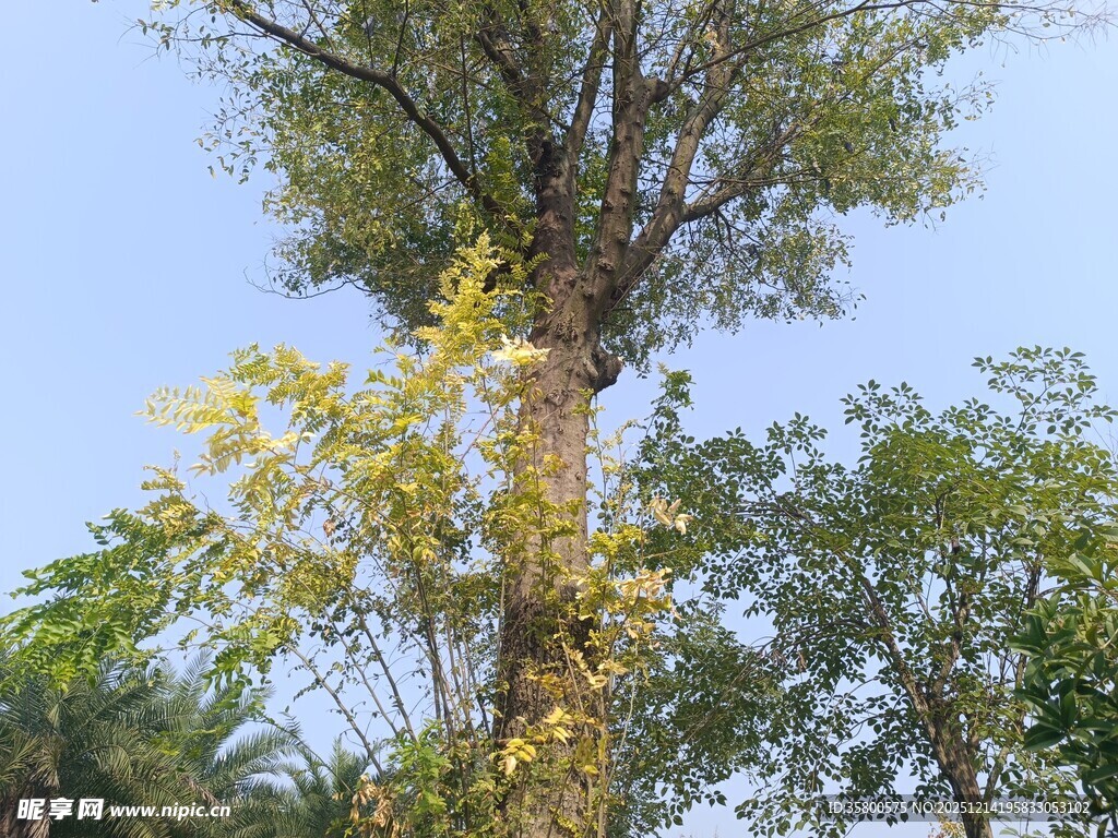 高大树木与繁茂枝叶景观