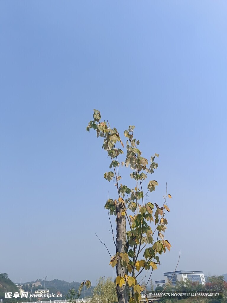 蓝天中挺立的黄叶树木