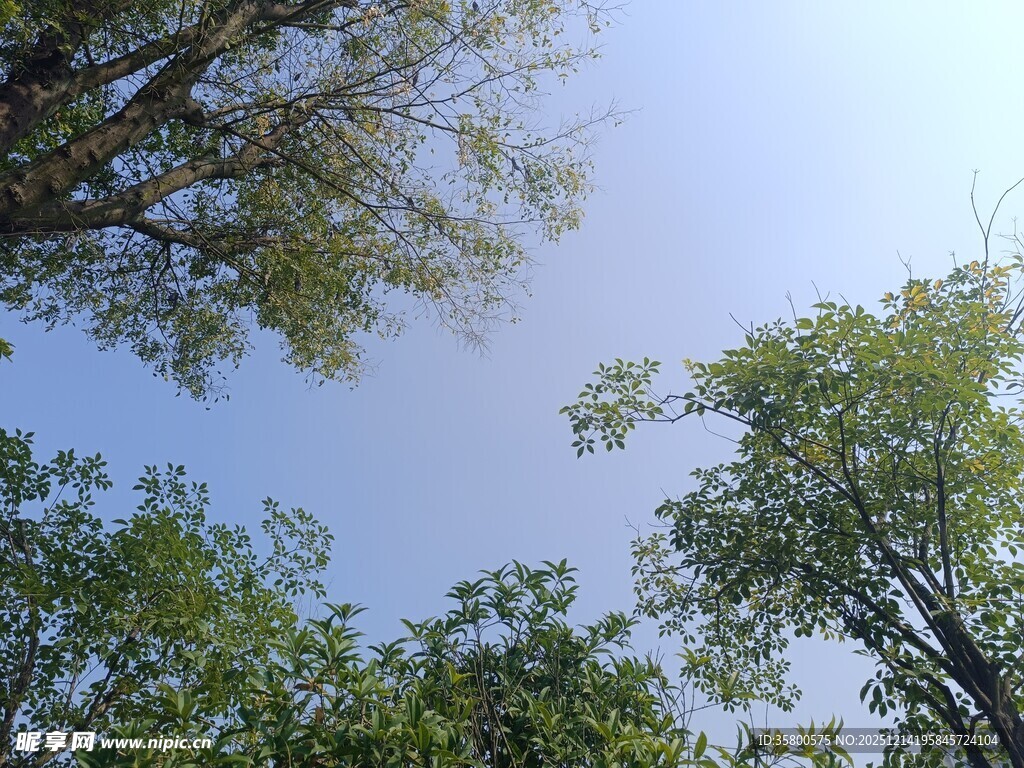 仰视绿树蓝天