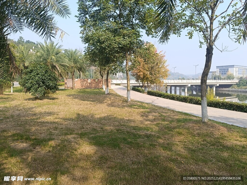 校园林荫草地风景