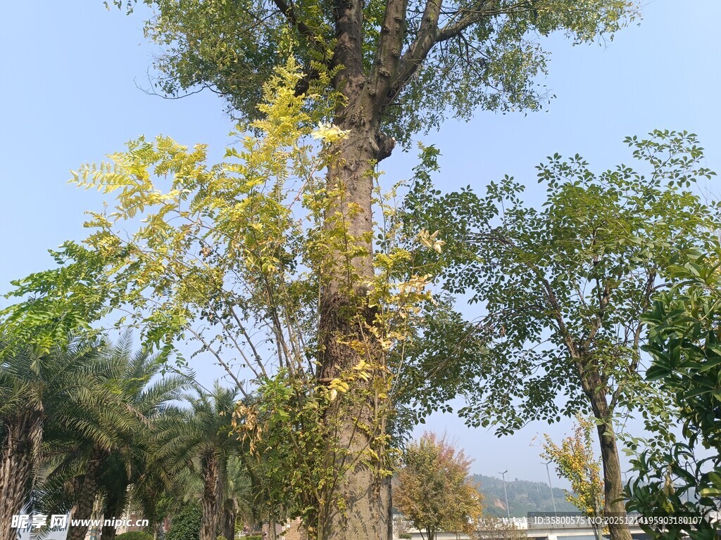 秋日挺拔树木景观