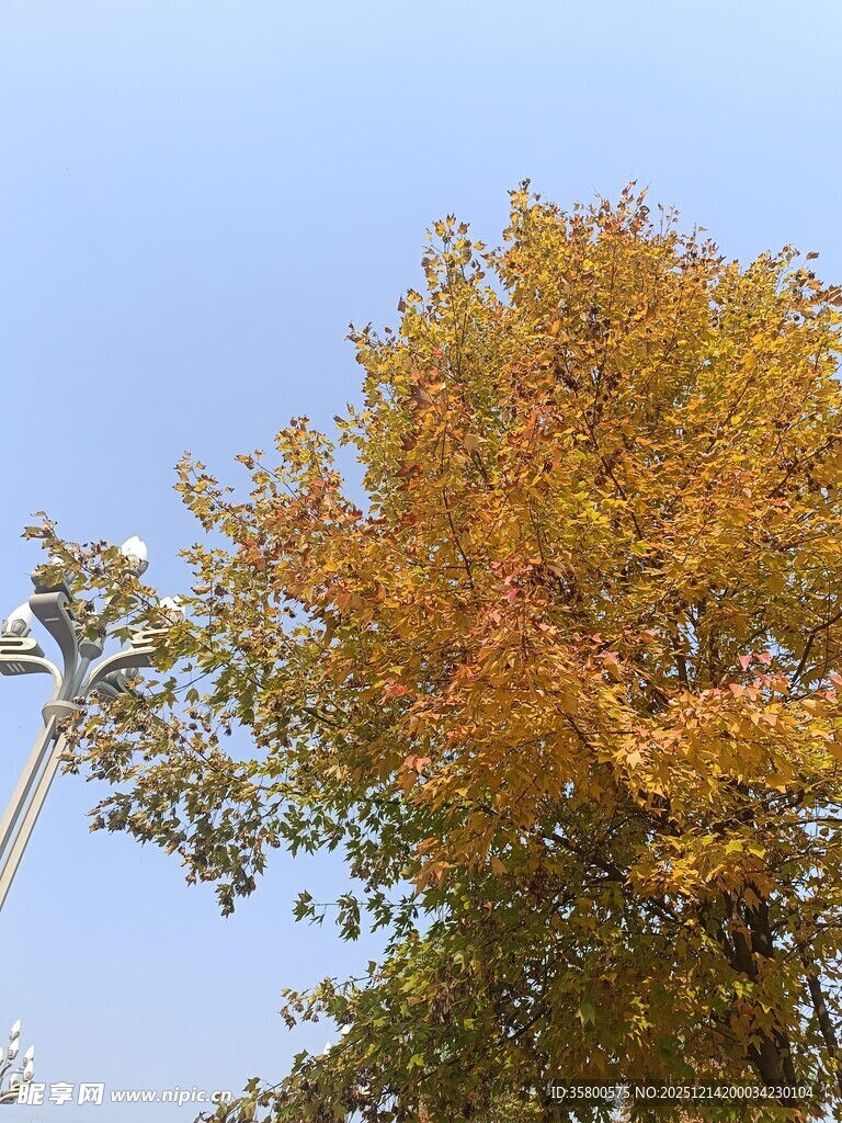 秋日吊车作业于彩叶树下