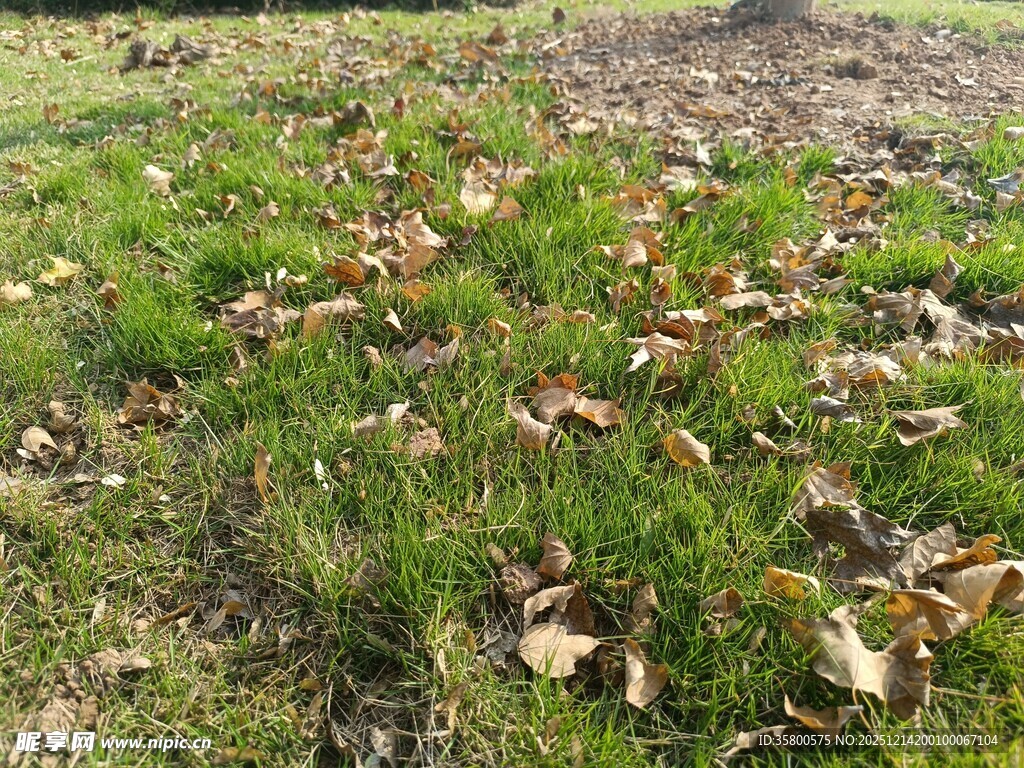 草地落叶景象