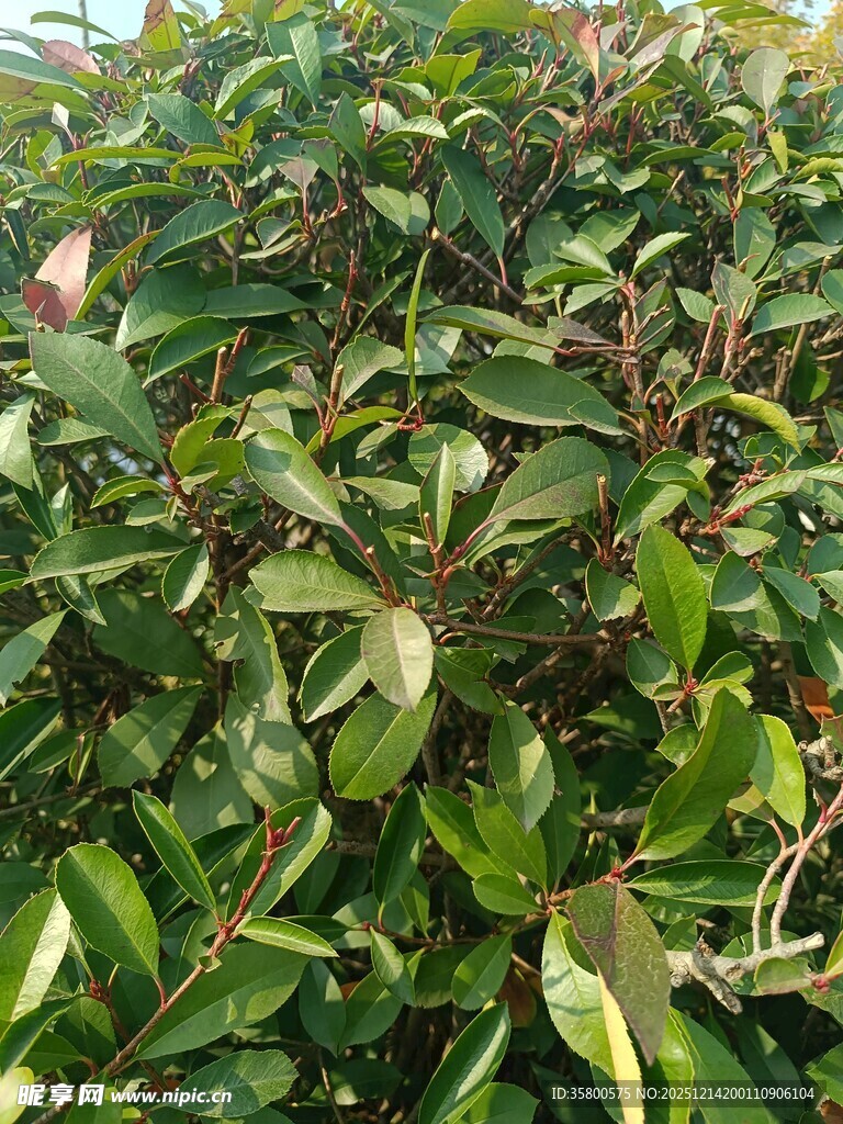 绿叶繁茂的植物景观