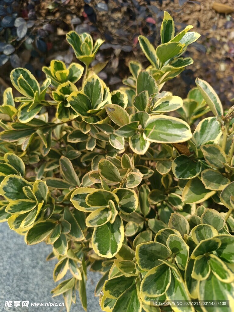 金边绿叶植物特写