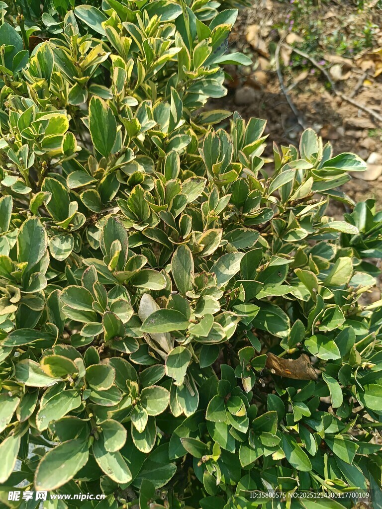 绿叶繁茂的灌木丛