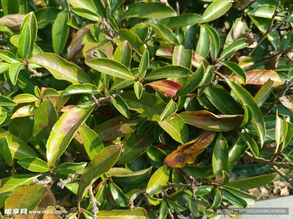 翠绿繁茂的植物叶片