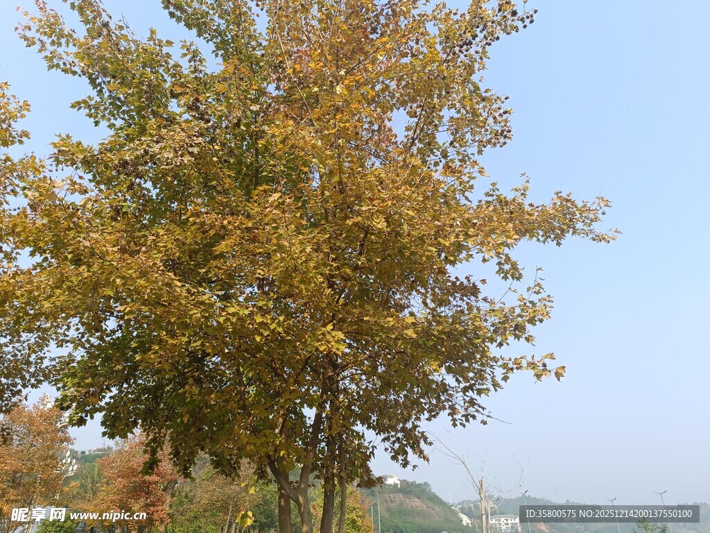 秋日金黄树木风景