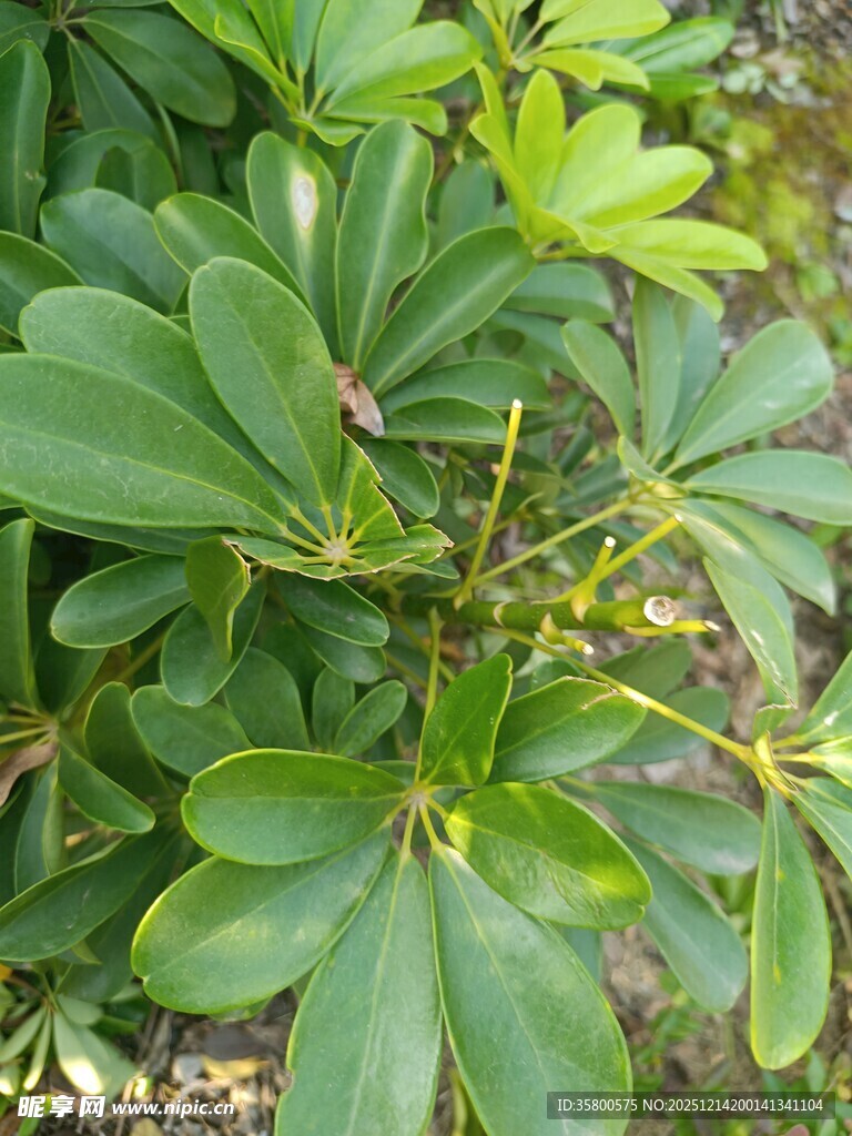 翠绿鹅掌柴植物特写