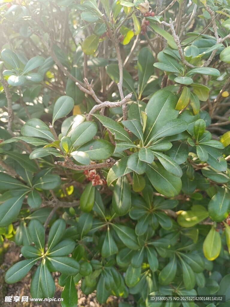 绿叶繁茂的植物景观