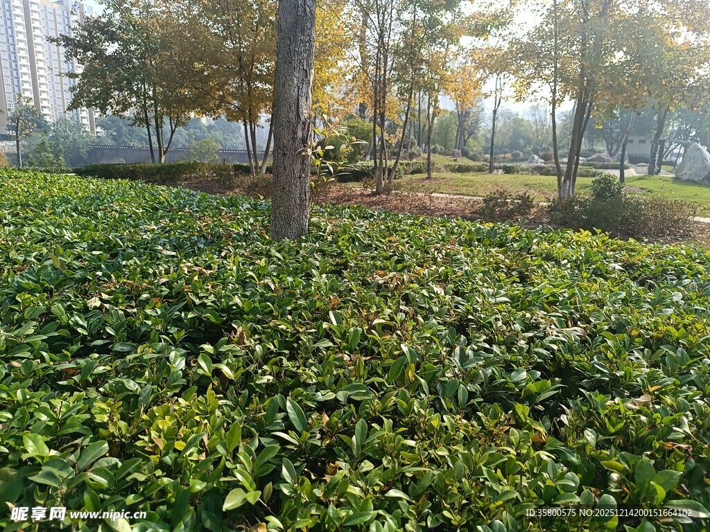 秋日林间繁茂绿植景象