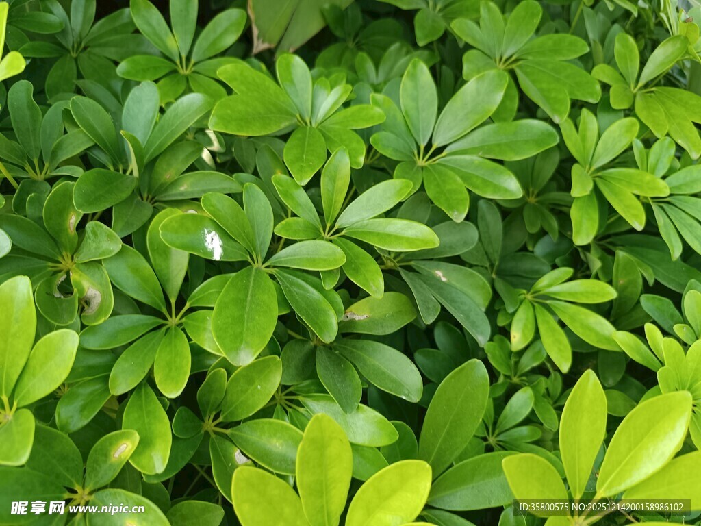 翠绿繁茂的植物叶片