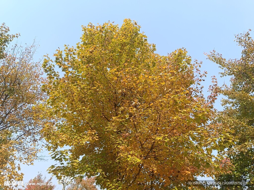 秋日金黄树冠蓝天美景