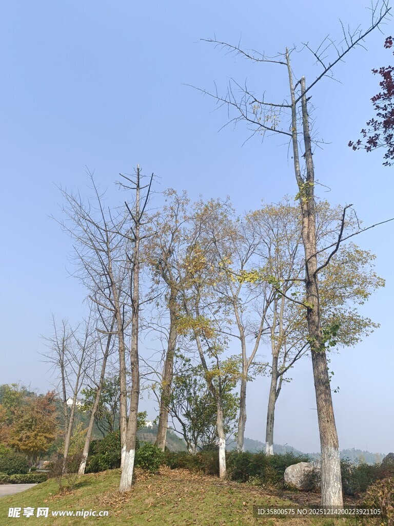 秋日路旁树木景致