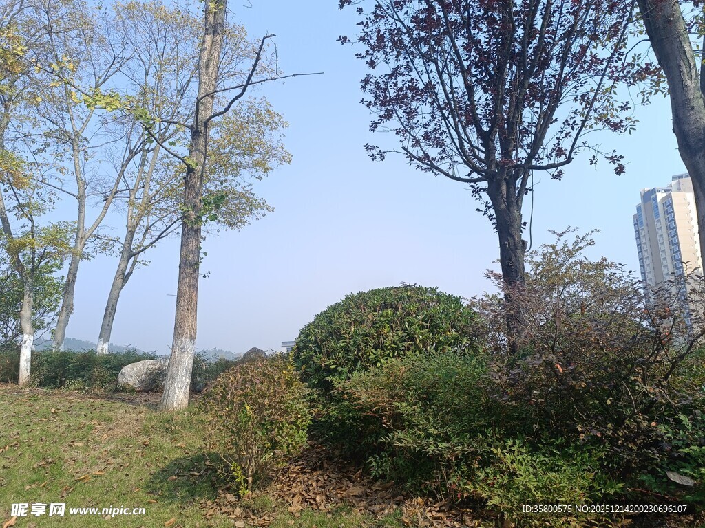 户外清新绿植景观