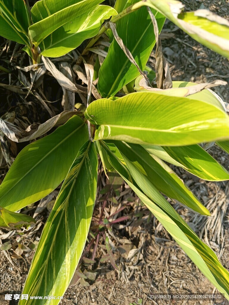 翠绿条纹植物叶片特写