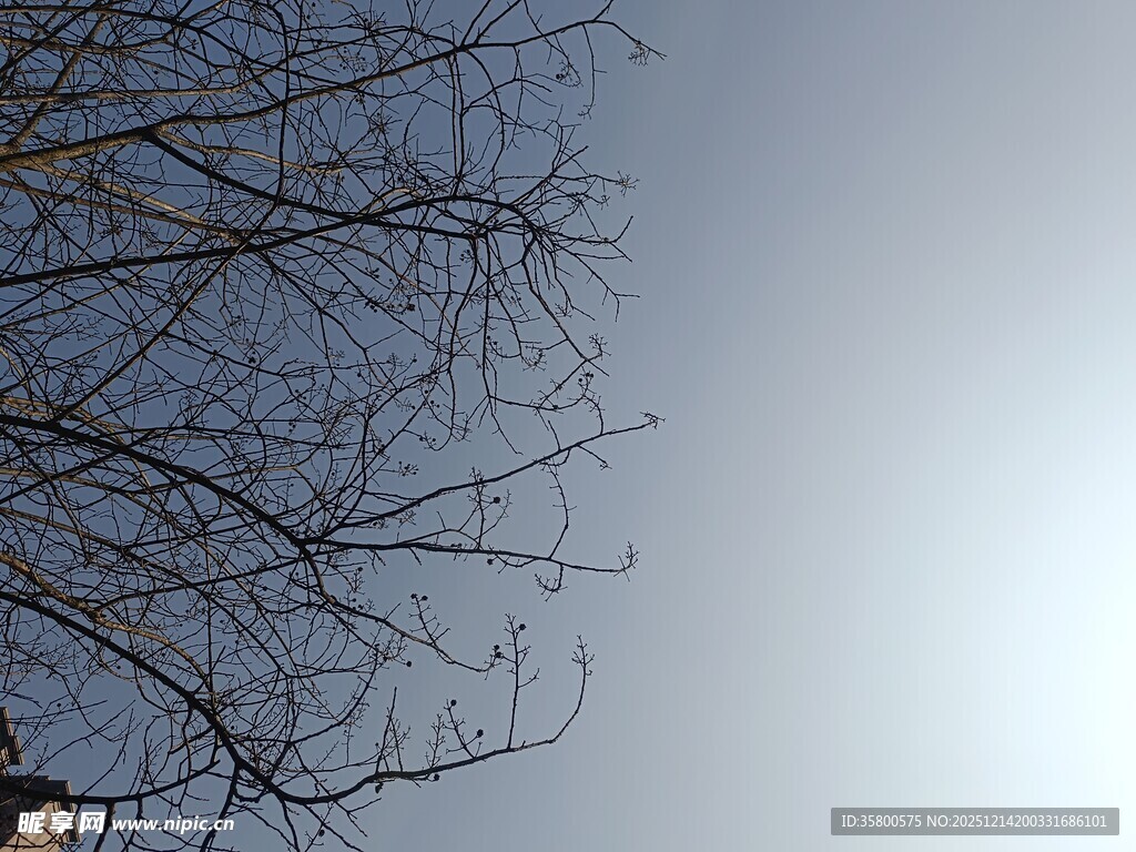 冬日光秃树枝与晴朗天空
