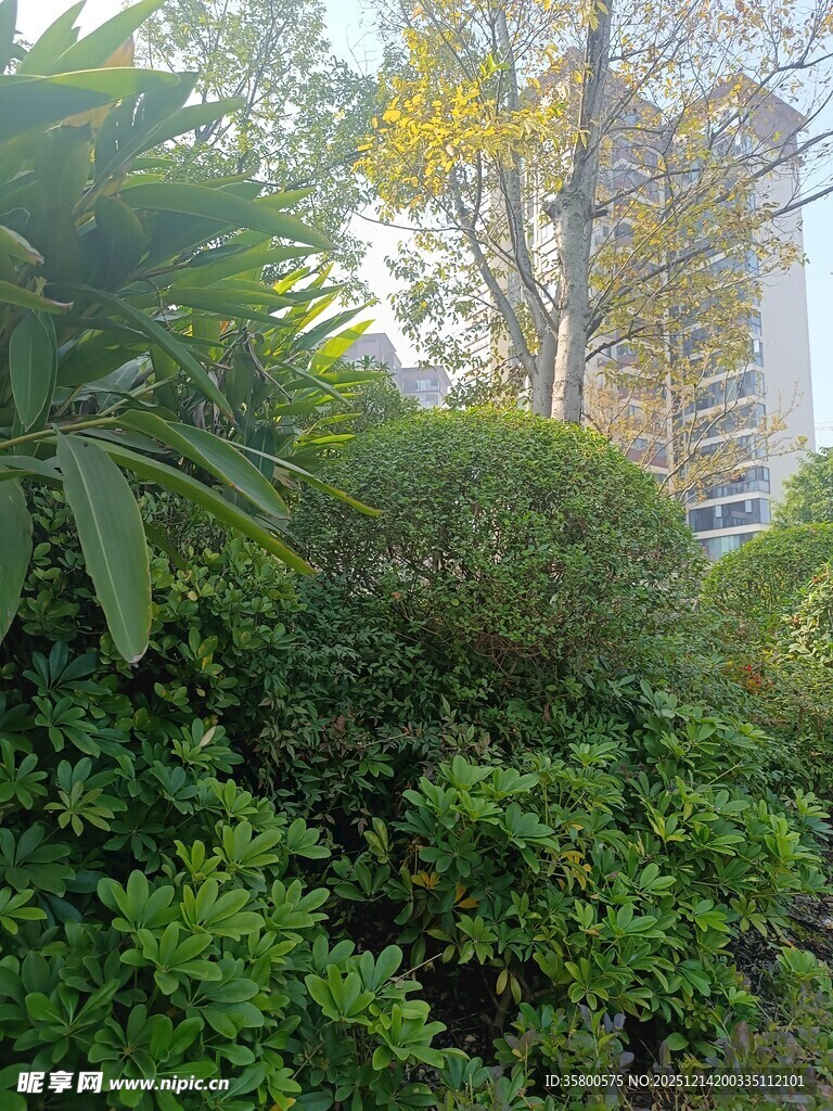 城市中的绿植景观