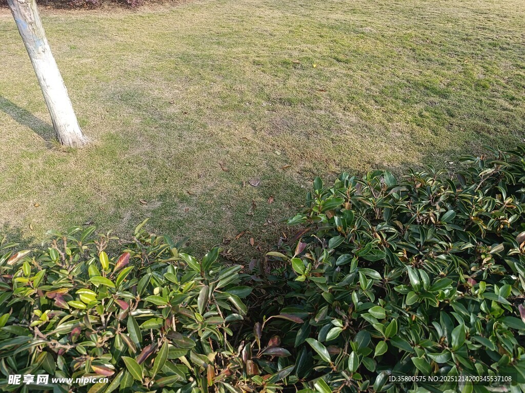 草地旁的绿植景观