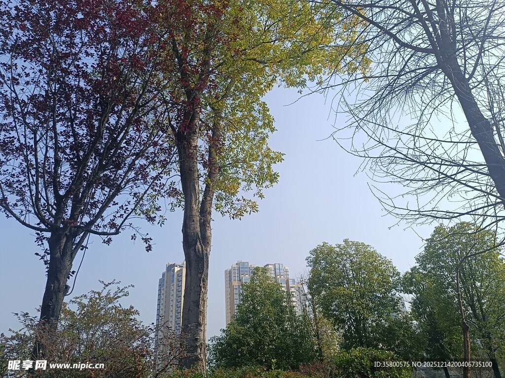 城市中树木与高楼景观