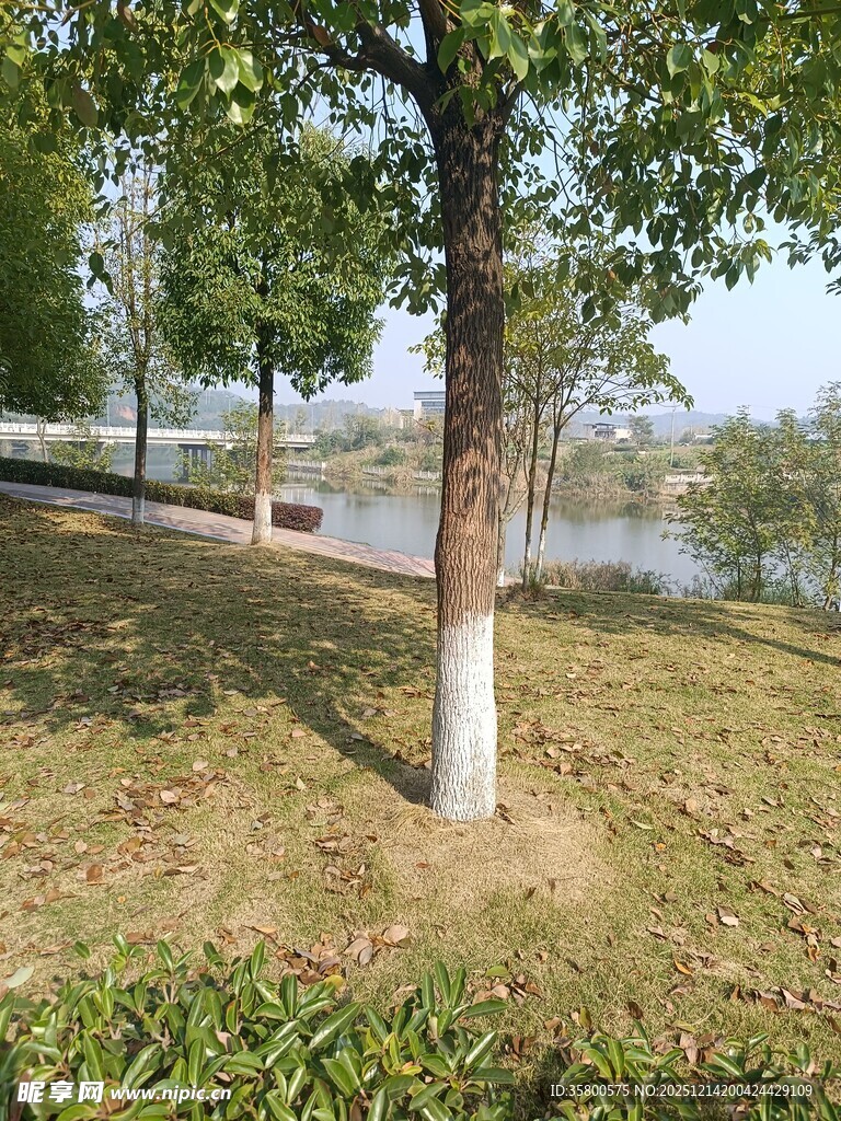 湖畔树木与草地景致