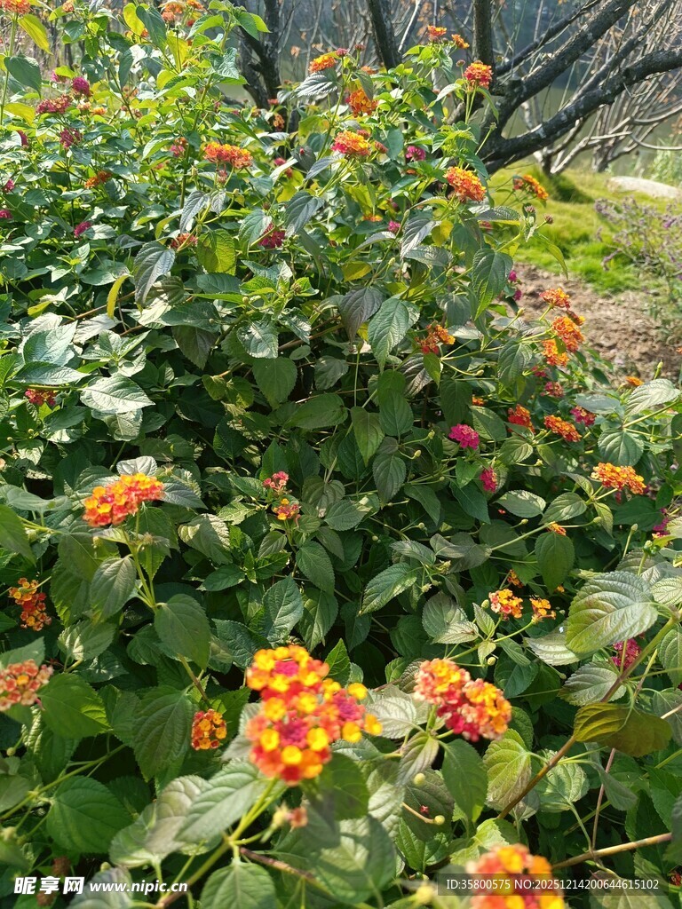 鲜艳橘色花卉绿植景观