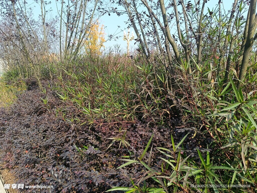 野外丛生植物景观