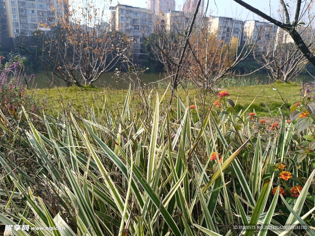 城市中茂盛的绿色植物景观