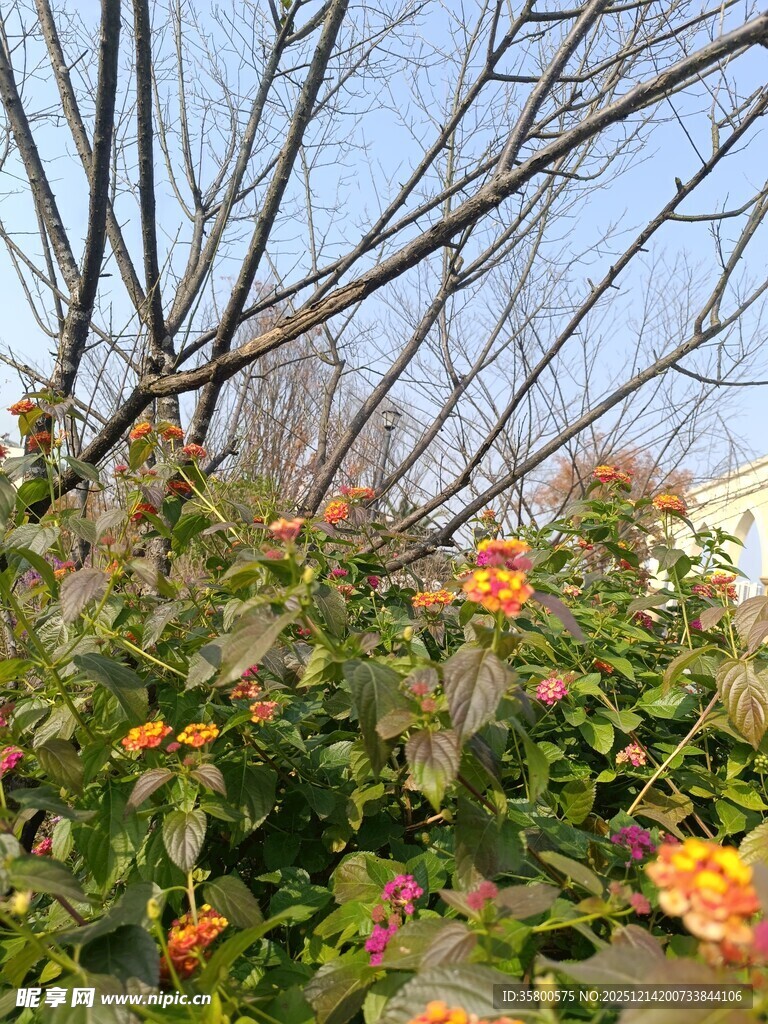 枝头繁花与光秃枝干相映