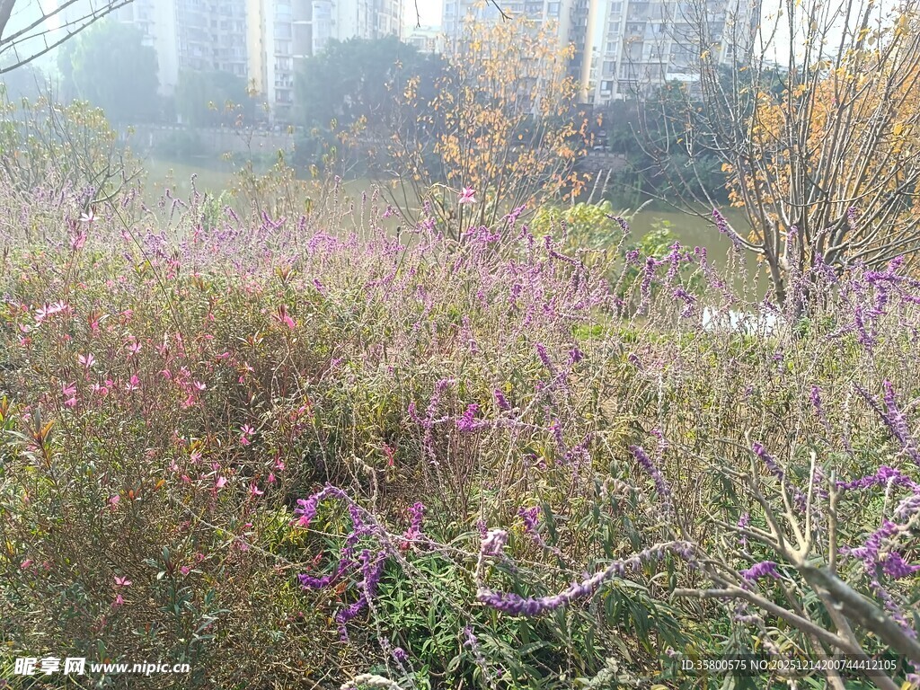 雾中绽放的紫色野花