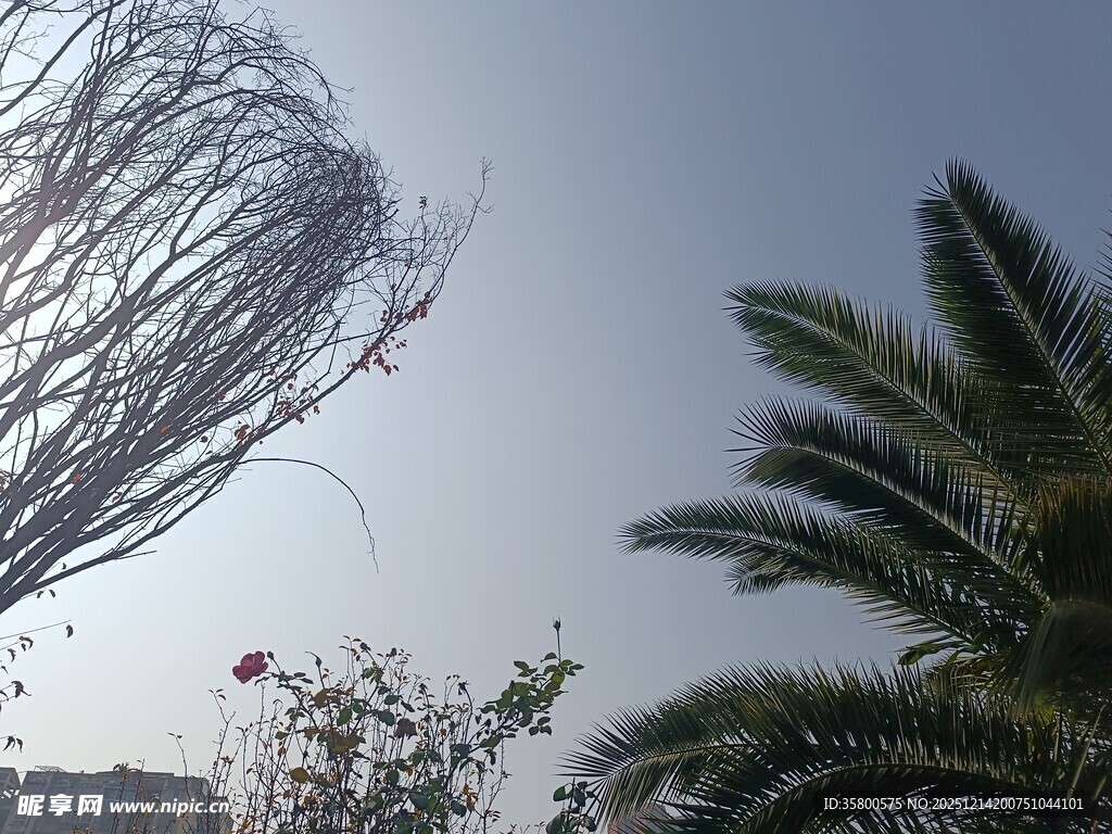 枯树与棕榈树的独特景致