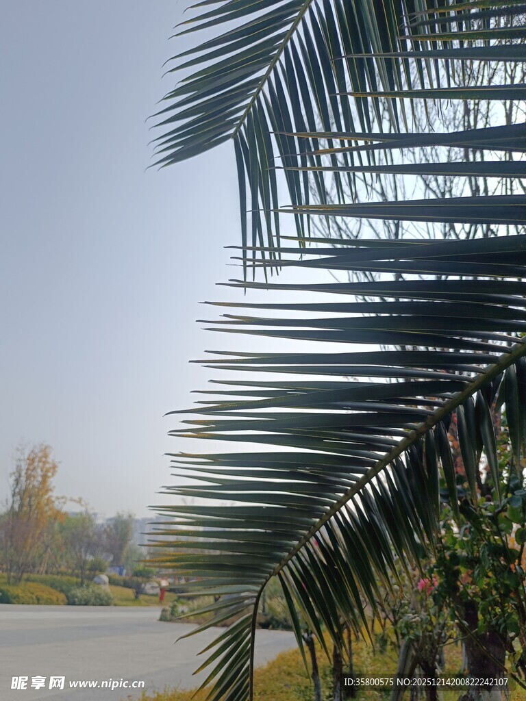 湖边棕榈叶景色