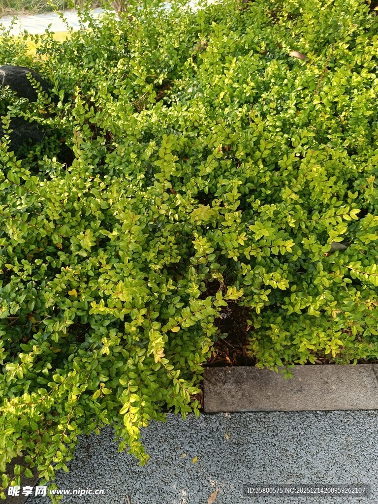 翠绿繁茂的矮灌木丛