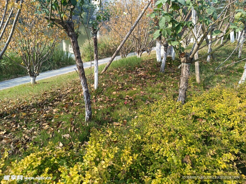 秋日园林植物景观