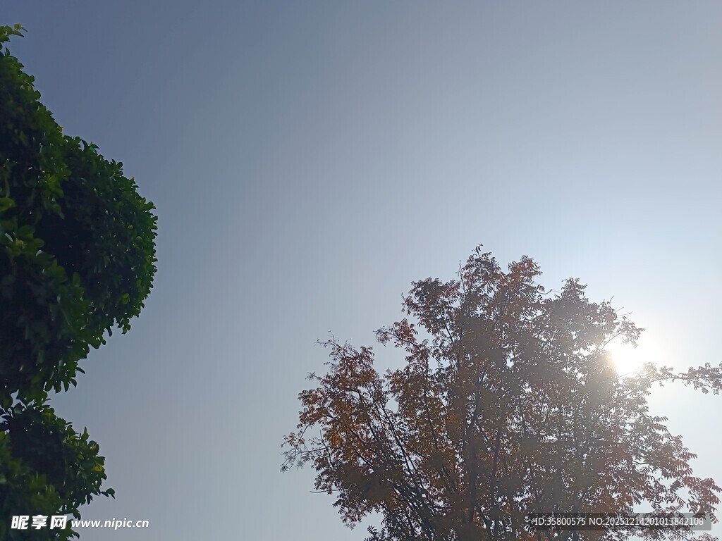阳光下的树木与蓝天