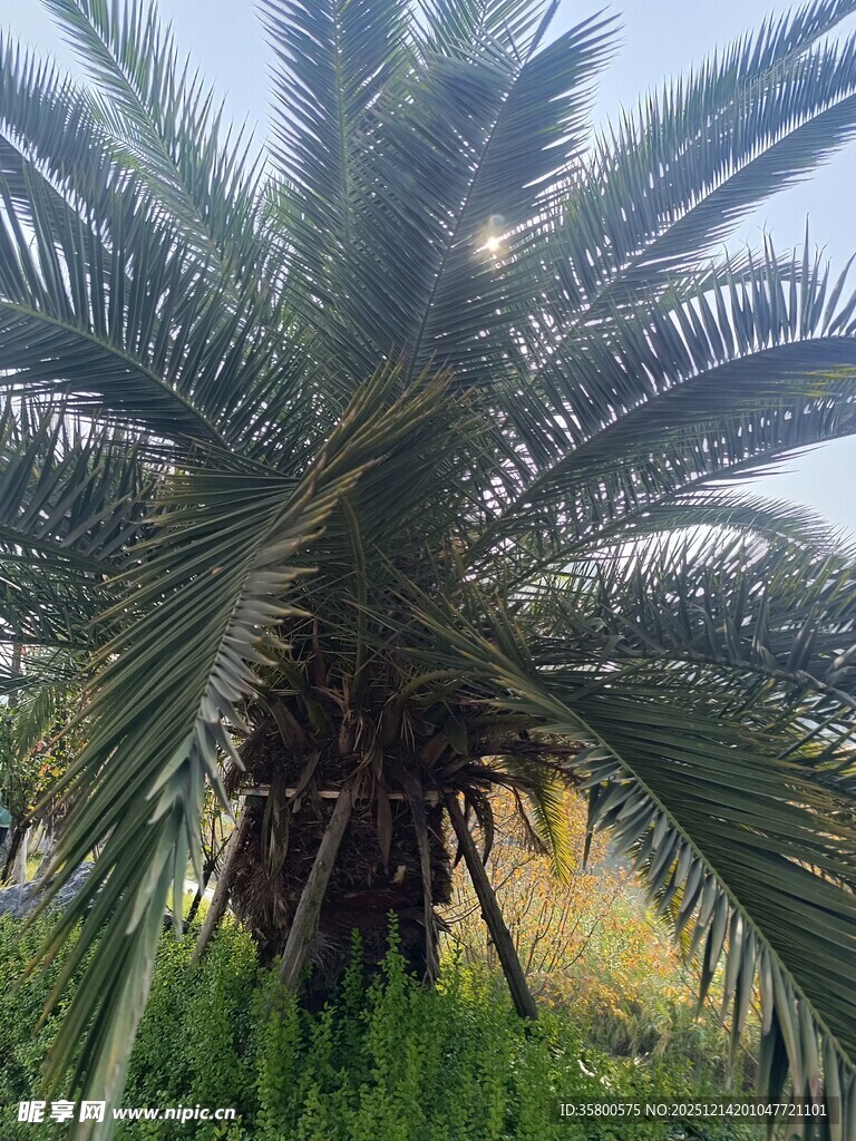 高大棕榈树 