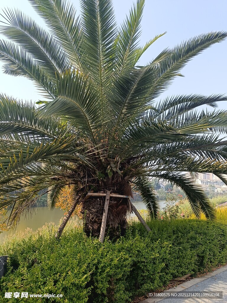 路边的高大棕榈树