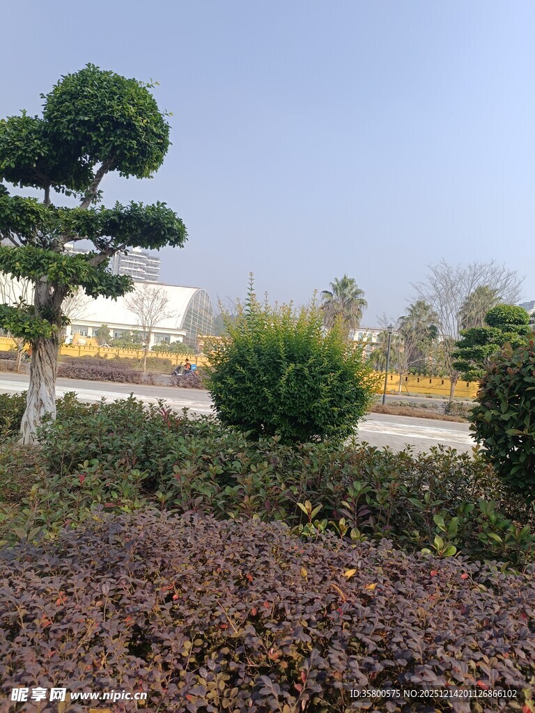 园林景观中的精致绿植