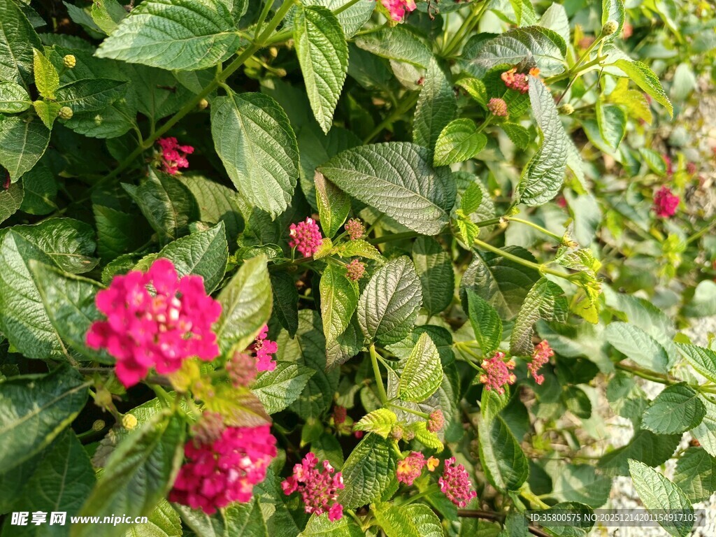 娇艳绽放的多彩花卉