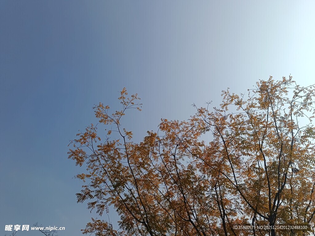 秋日树梢映蓝天