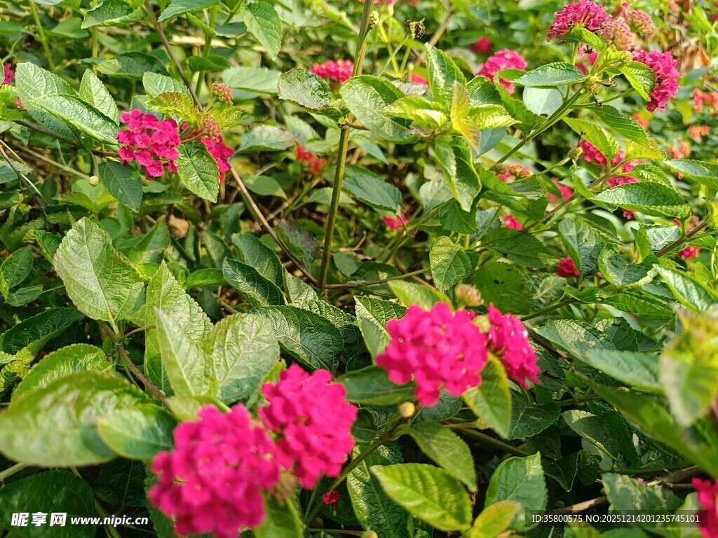 娇艳盛开的粉色月季花