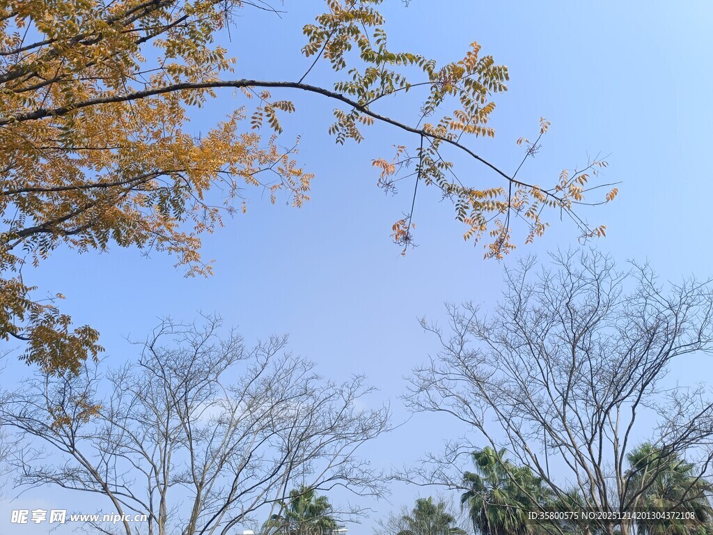 秋日枝头蓝天景