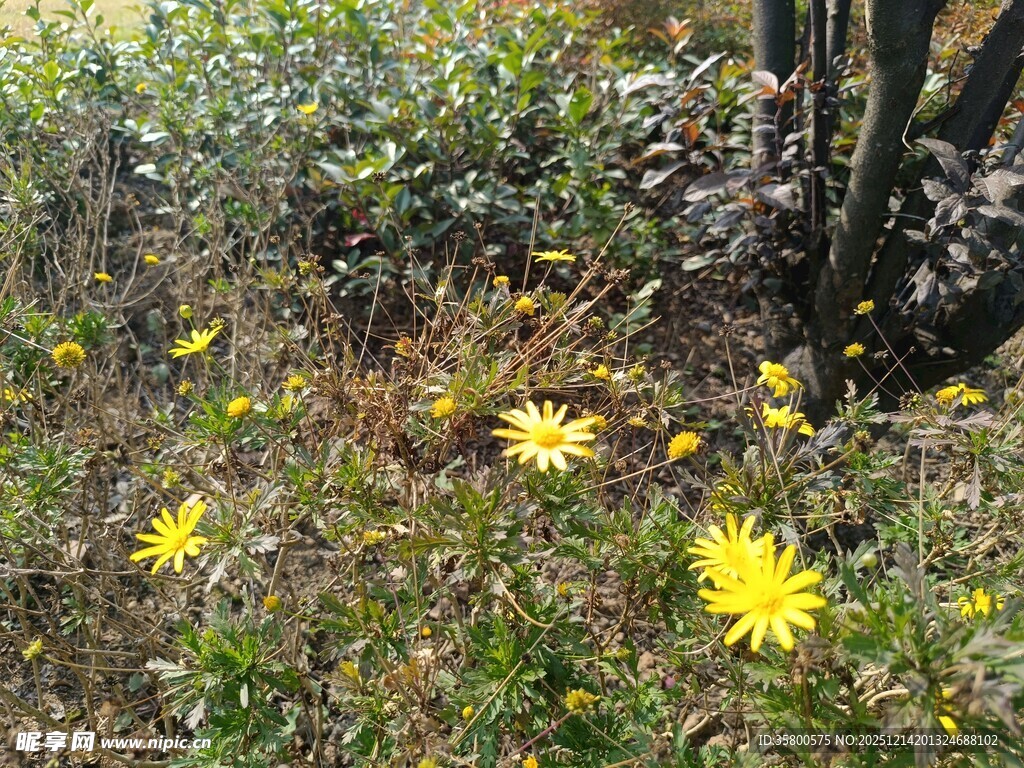 野外绽放的黄色小花