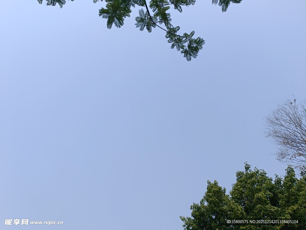 树梢上的晴朗天空