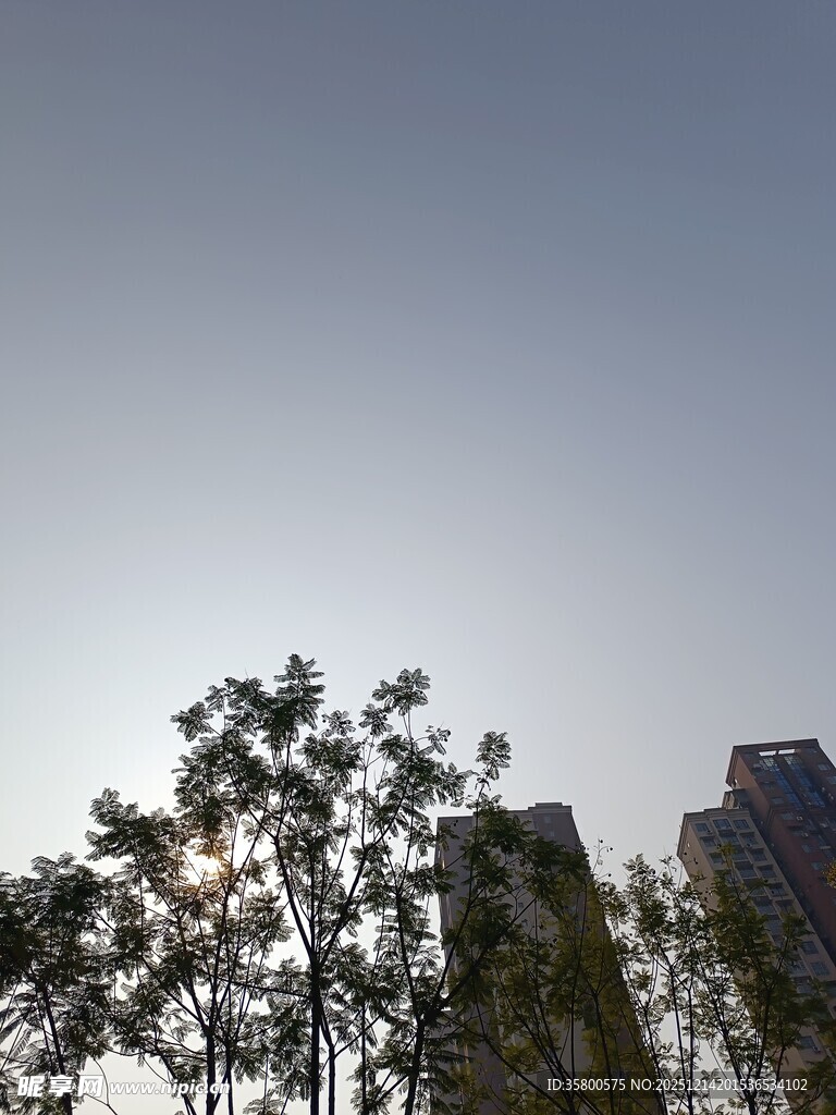 阳光下的树木与高楼