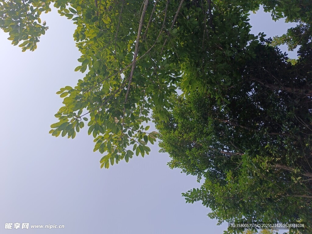 仰视绿树蓝天的清新景象