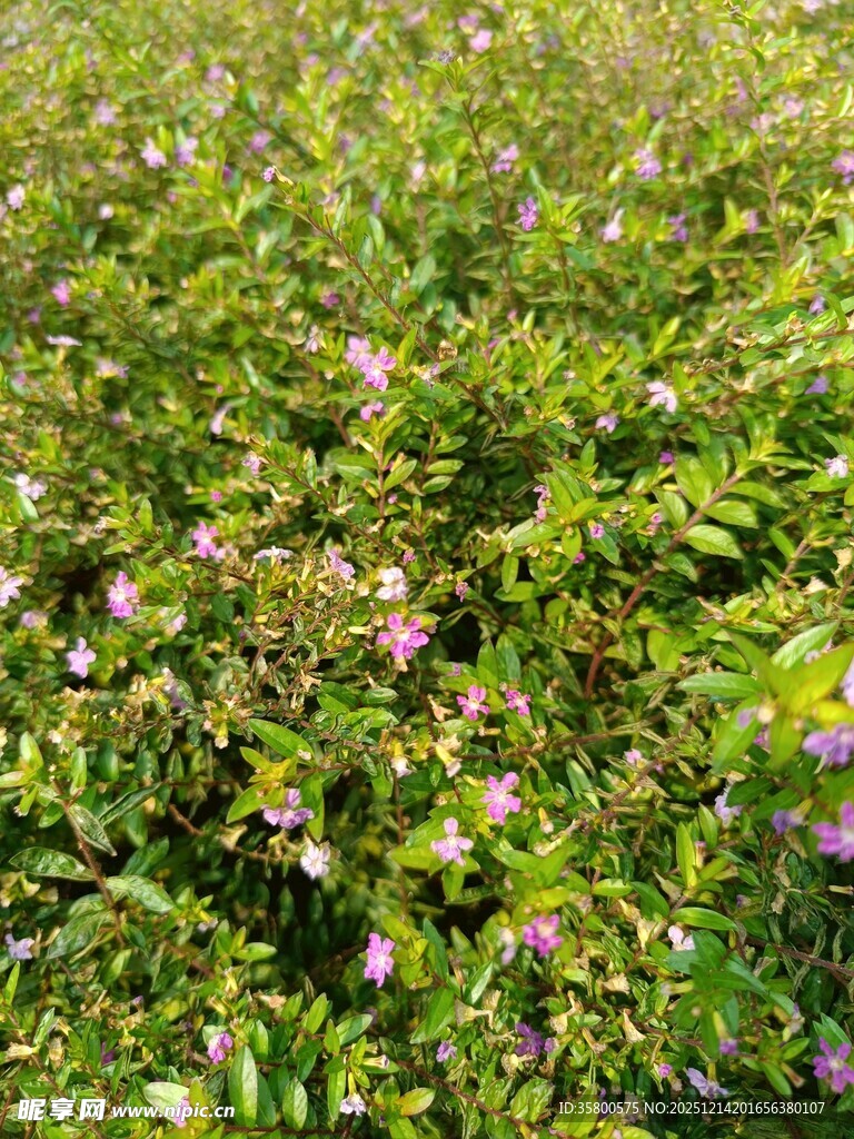 繁茂花丛中的粉色小花