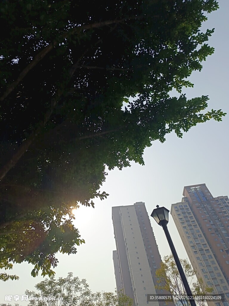 阳光透过树叶下的高楼